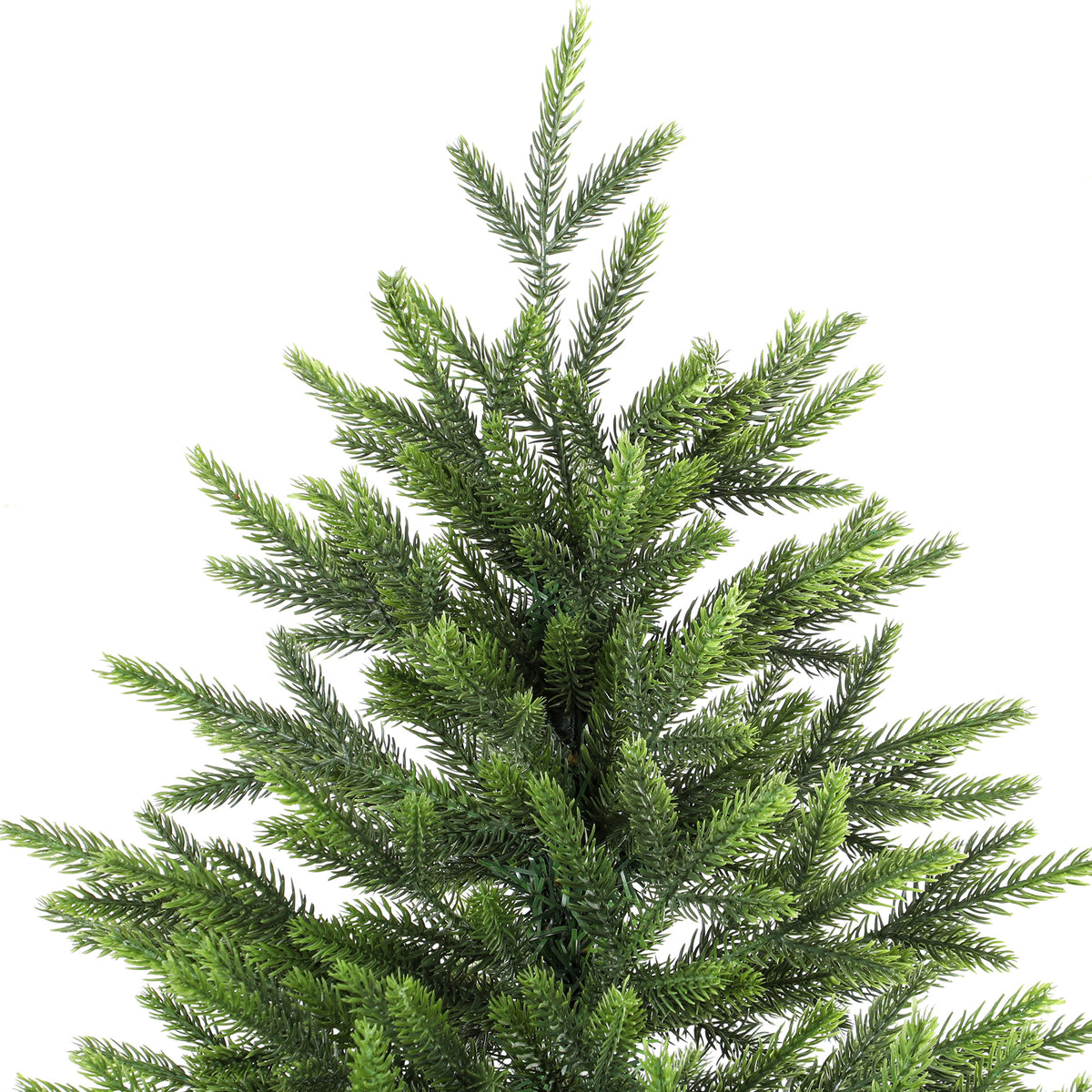 Parte superior del árbol sobre fondo blanco