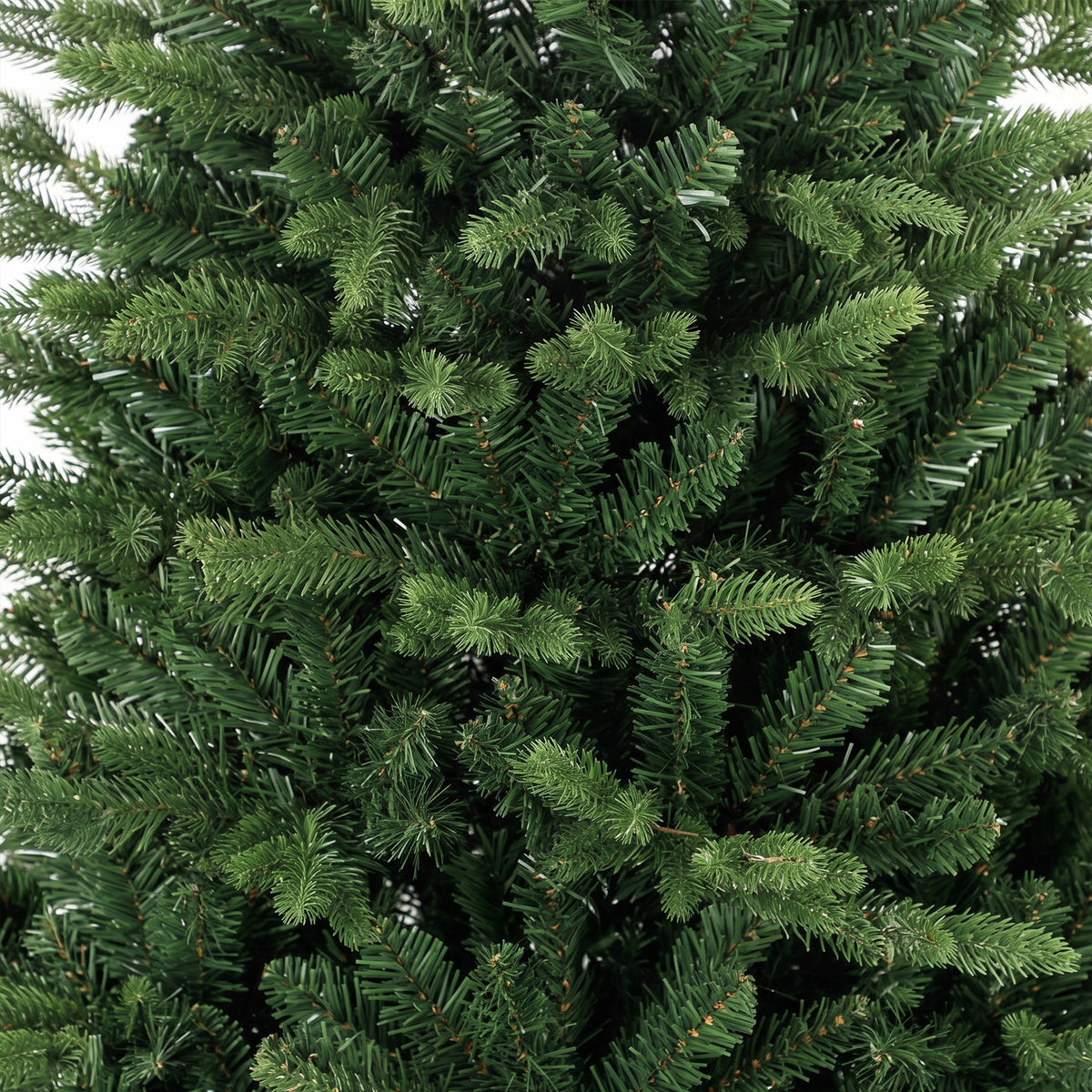 Detalle de las puntas de rama del árbol